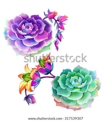 Succulents elements. Isolated echeveria cactus with blooming flowers. Round plant with watery leaves and beautiful small flowers. Hyper natural botanical illustration