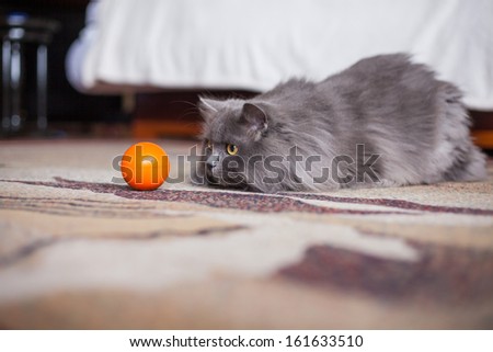 Cute gray siberian cat attacking orange small ball.