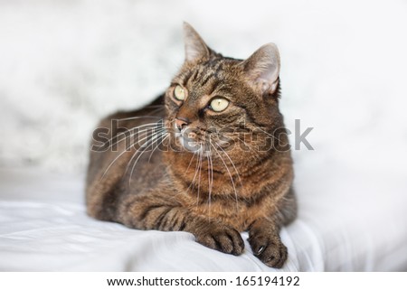Sleepy adult tabby cat lying on a bed linen. White background.