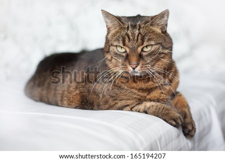 Sleepy adult tabby cat lying on a bed linen. White background.