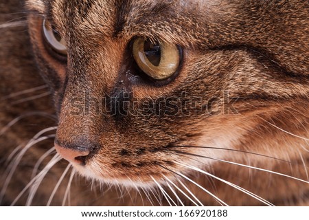 Portrait of tabby adult cat. White background