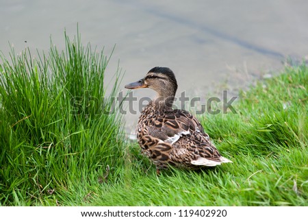 Duck by the pond
