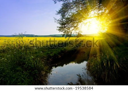 yellow flowers field. in a yellow flowers field