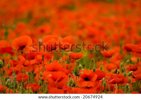 Nice poppy field can be used as a background