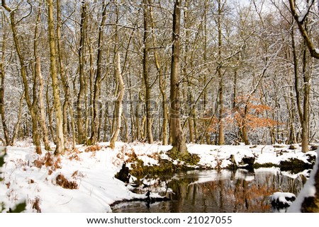 Winter landscape with trees and lake