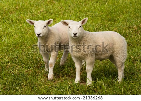 Two little lamb on a green grass