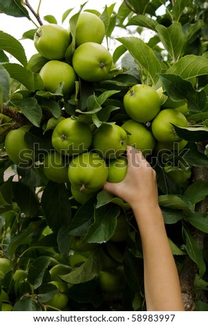 A little boy\'s hand picking green apples