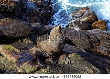 Sea lion in Katiki Point, New Zealand