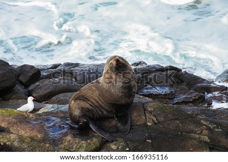Sea lion at Katiki Point, New Zealand
