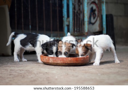 three little puppy eating