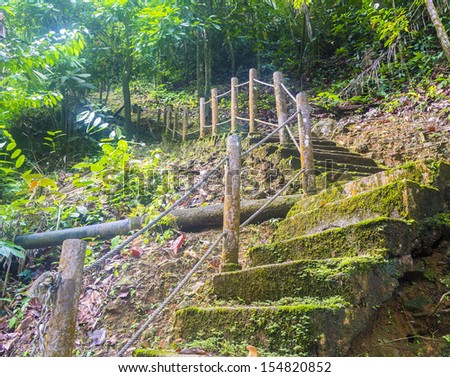 Forest track and stairway
