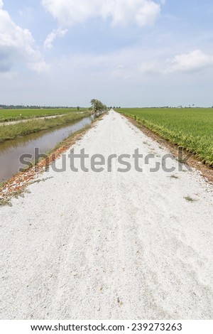 Countryside street through paddy field