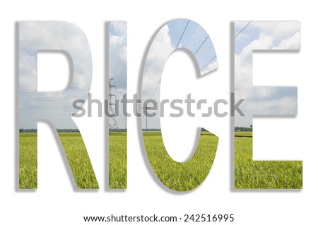 Rice word with paddy farm background