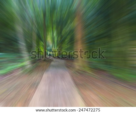 Blurred forest track