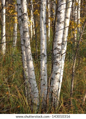 Five birches as the five sisters