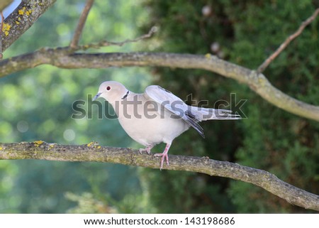 Turtledove folds its wings. The Eurasian collared dove (Streptopelia decaocto) at the evening preening, Crimea, Alushta