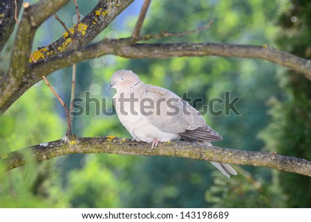 Turtle-dove slumbers after the preening. The Eurasian collared dove (Streptopelia decaocto) at the evening preening, Crimea, Alushta