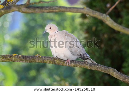 Turtle-dove ruffle up feathers after the preening. The Eurasian collared dove (Streptopelia decaocto) at the evening preening, Crimea, Alushta