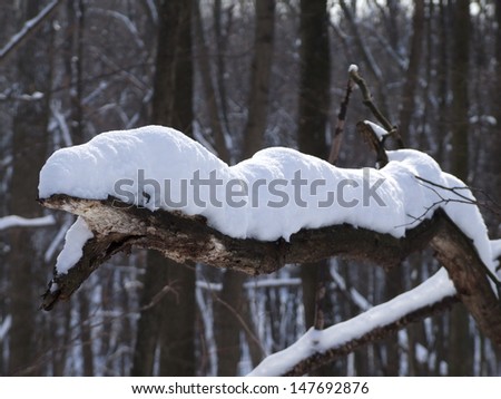 The old branch like a crocodile under the snow cap