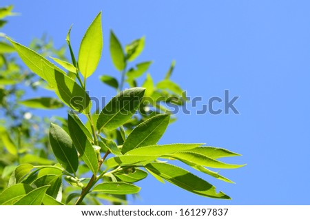 Bright yellow-green translucent willow leaves against light-blue sky