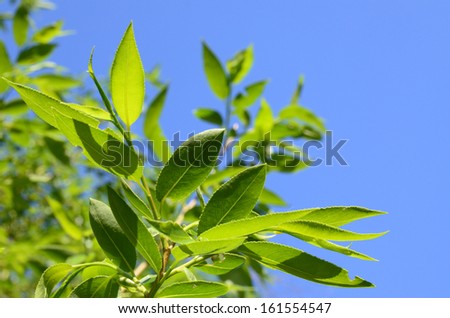 Sunny yellow-green translucent osier leaves against blue sky