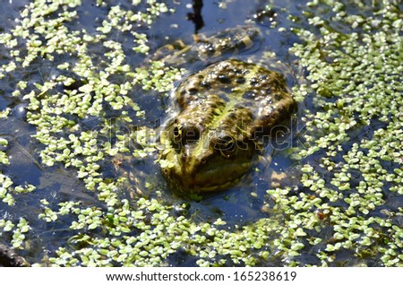 Large olive-green frog with beautiful eyes basking in the shoal. Frog\'s large mottled eyes beautifully lit by the sun rays