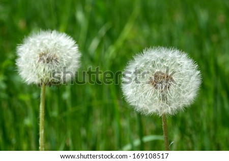 White fluffy dandelion heads on a green herb background