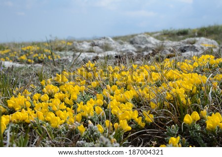 Steppe landscape close-up: yellow florets of an accumbent semishrub against the steppe and blue sky. Gorse pontic (Genista millii) is an appressed semishrub, which prefers limed rocky soils