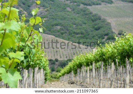 Landscape with grapevine closeup: the vineyards on a hillside. Agrolandscape: the wine vineyards of Crimea