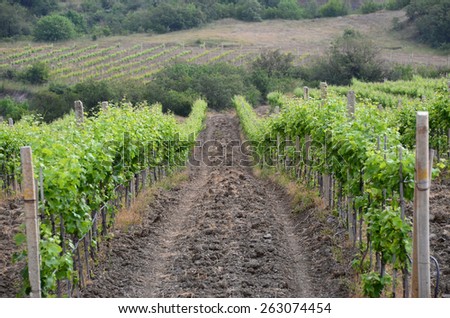 Landscape with grapevine: the vineyards on a hillside. Agrolandscape: the wine vineyards