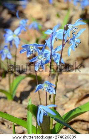 Light blue primroses on a blurred forest litter. Primroses on a sunny day among forest litter