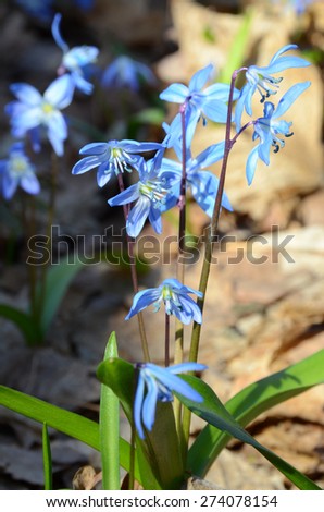 Light blue primroses on a blurred forest litter. Primroses on a sunny day among forest litter