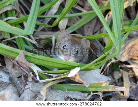 Cute mouse\'s muzzle peeping from behind a blade of grass. Forest little mouse among the forest litter
