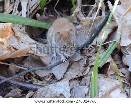Small wood mouse with the tiny paws among last year\'s leaves, No.3. Forest little mouse among the forest litter