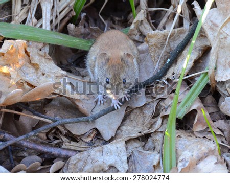 Small wood mouse with the tiny paws among last year\'s leaves, No.2. Forest little mouse among the forest litter
