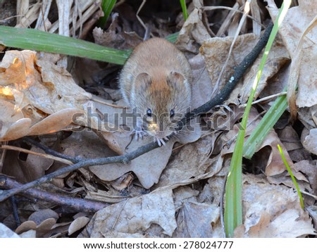 Small wood mouse with the tiny paws among last year\'s leaves, No.1. Forest little mouse among the forest litter