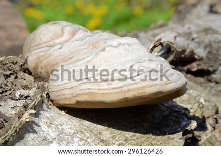 Tinder fungus with the light striped peel, grown up on the trunk of a fallen birch, top-side view. Tinder fungus, or hoof fungus, is a species of the Fomes genus, the perennial woody fungi