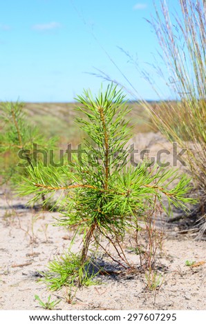 Pine-tree little sapling in plantings on sands, closer. Pine saplings on oligotrophic sandy soils. Sandy plains in the environs of Voronezh city