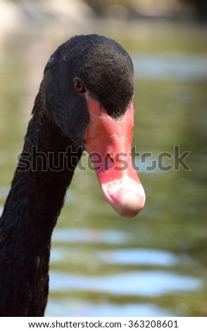 Elegant long-necked black swan with a large red beak. Beautiful black swans on the pond
