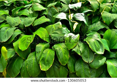 Dense green tropical vegetation.