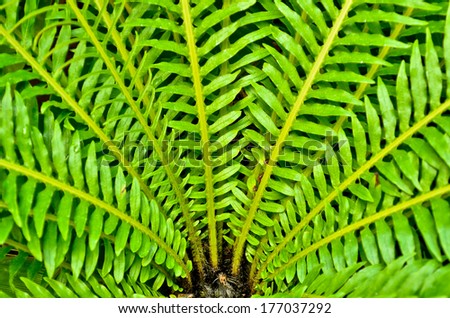 green leaf bird nest fern