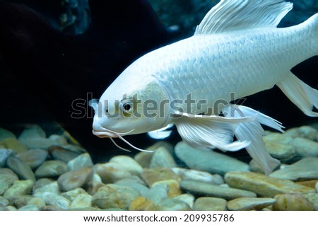 Closeup of beautiful Sea Fish In fish tank