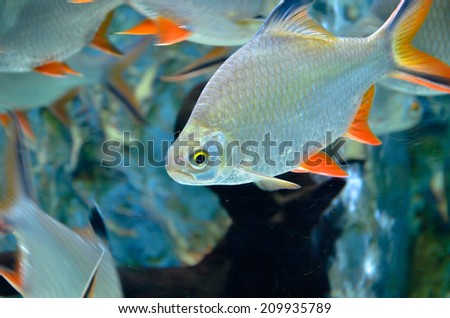 Closeup of beautiful Sea Fish In fish tank