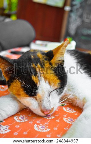 sleepy british kitten over black background - Stock Image