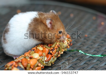 Funny hamster eating food