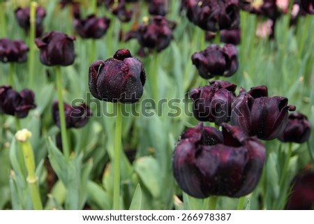 Close up of deep purple tulips flowers in the garden