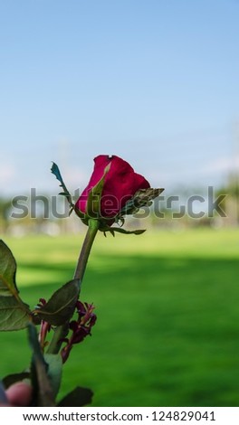 Red rose on the back of a grass and sky.