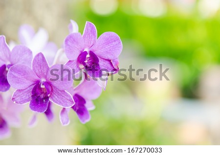 Picture a beautiful purple orchid green background.