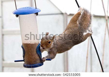 Determined acrobatic grey squirrel stealing bird food