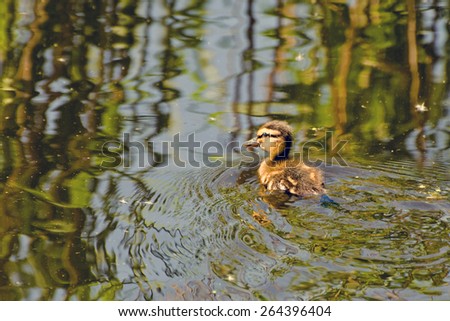 Little fluffy duckling floats on the body of water